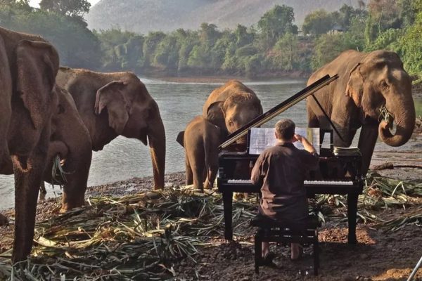 Paul Barton Plays Piano for Rescued Elephants in Thailand