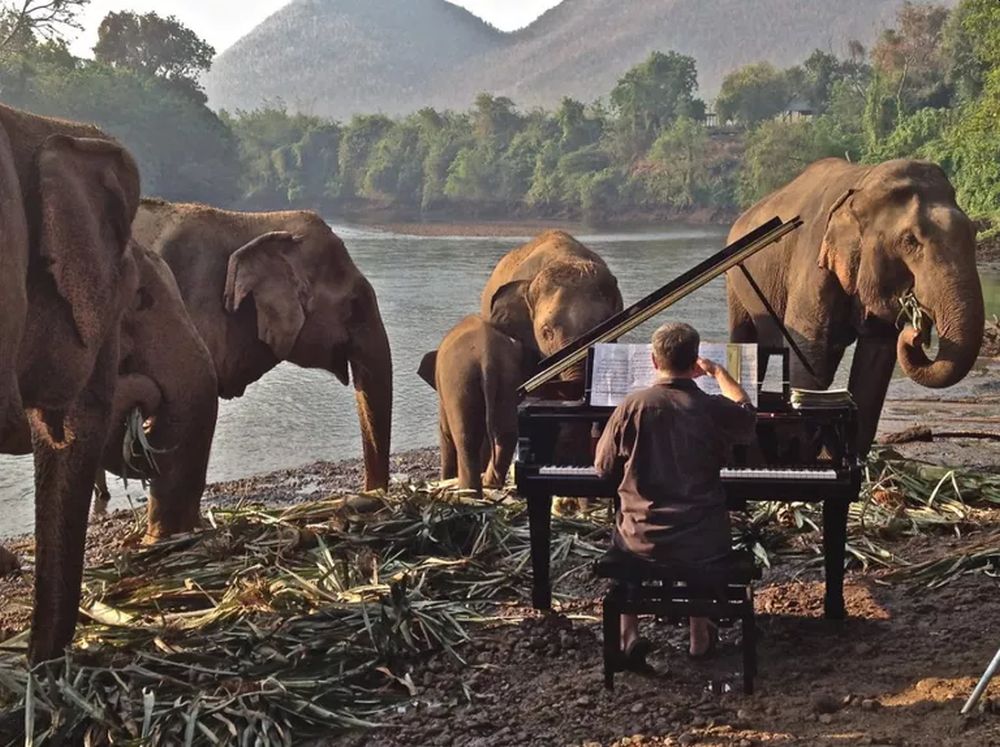 Paul Barton Plays Piano for Rescued Elephants in Thailand