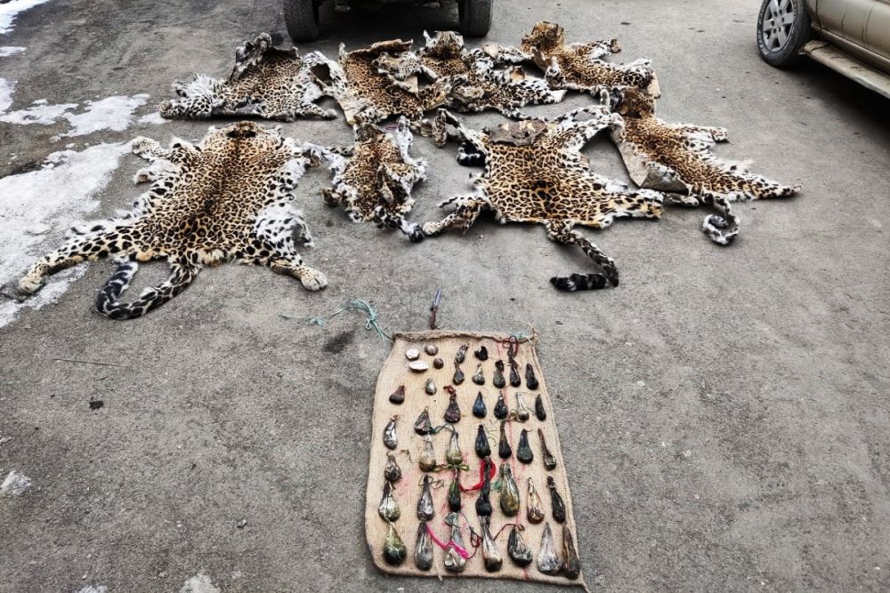 Wildlife Crime Bureau Captures Wildlife Traffickers in Jammu & Kashmir