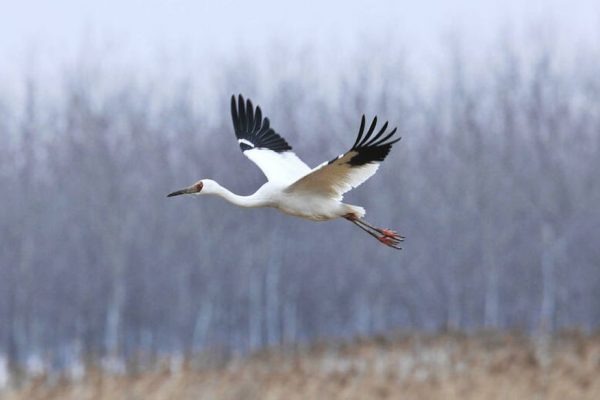 Biden Conducts Reversal of Trump’s Rollback on Migratory Bird Treaty