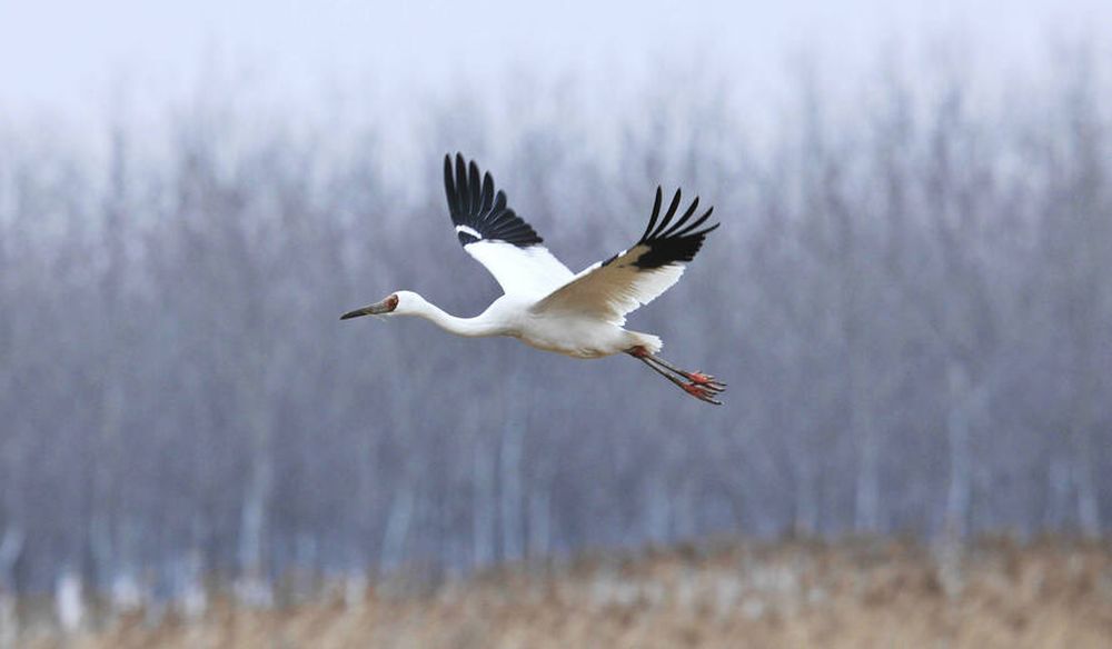 Biden Conducts Reversal of Trump’s Rollback on Migratory Bird Treaty