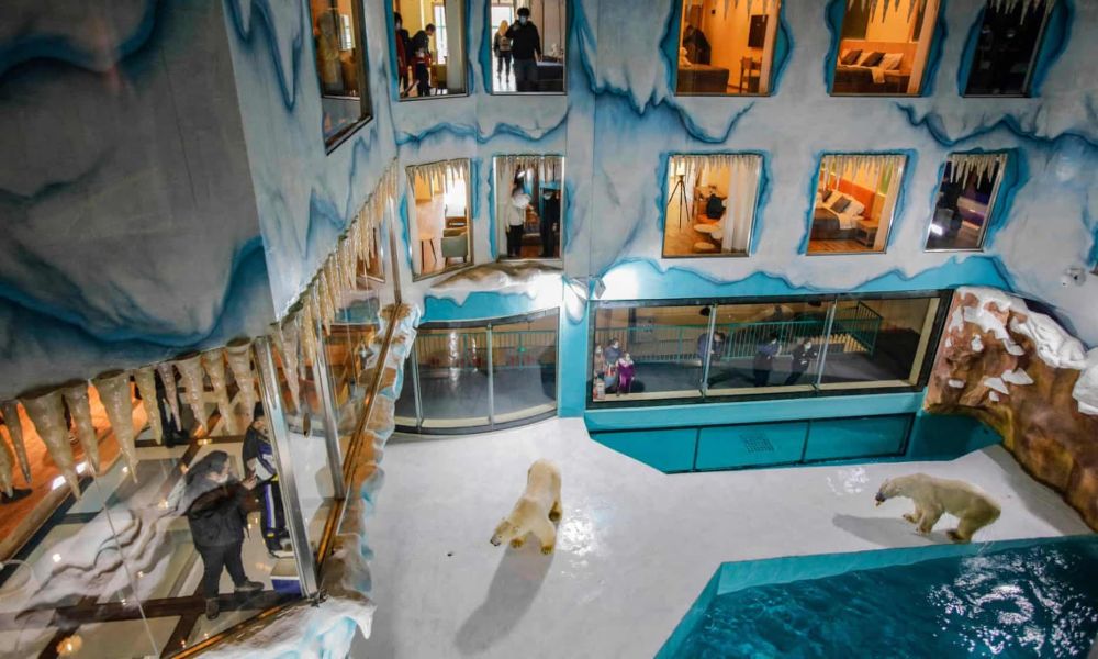 Chinese Hotel with Polar Bear Enclosure Draws Worldwide Criticism