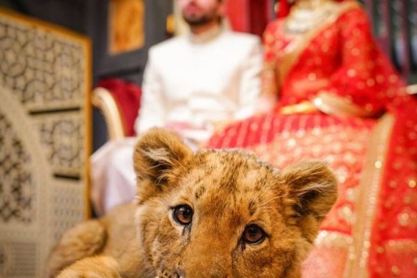 Pakistani Couple Criticized for Using Sedated Lion Cub as Wedding Photoshoot Prop