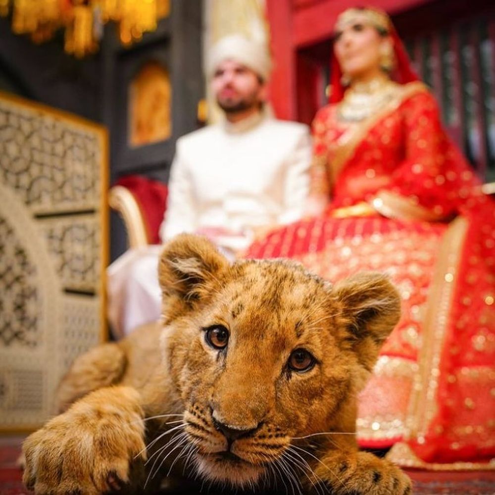 Pakistani Couple Criticized for Using Sedated Lion Cub as Wedding Photoshoot Prop