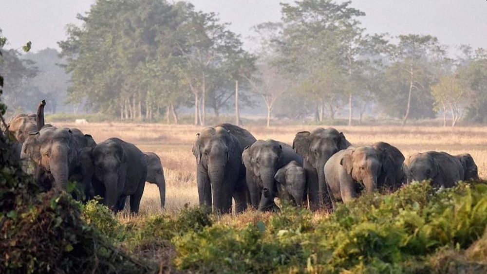 Railway Project Threatens Animals of Palamu Tiger Reserve in Jharkhand