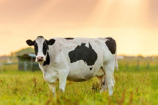 Seaweed feed Could Reduce Methane Emissions from cows