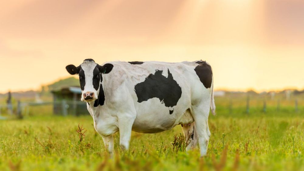 Microbes Found in Cow Stomach Can Break Down Plastics