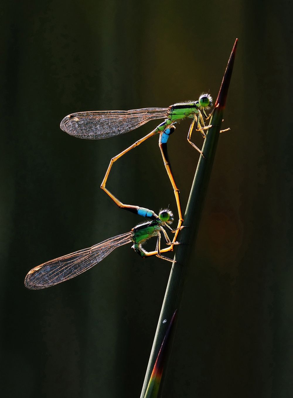 World Nature Photography Awards 2020 - Dr Tze Siong Tan