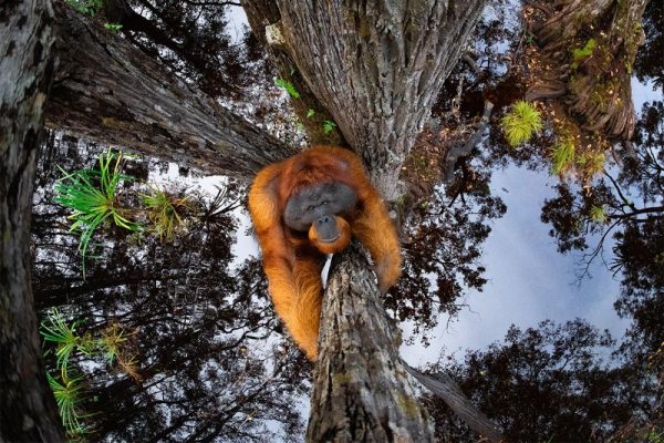 World Nature Photography Awards 2020 - Thomas Vijayan