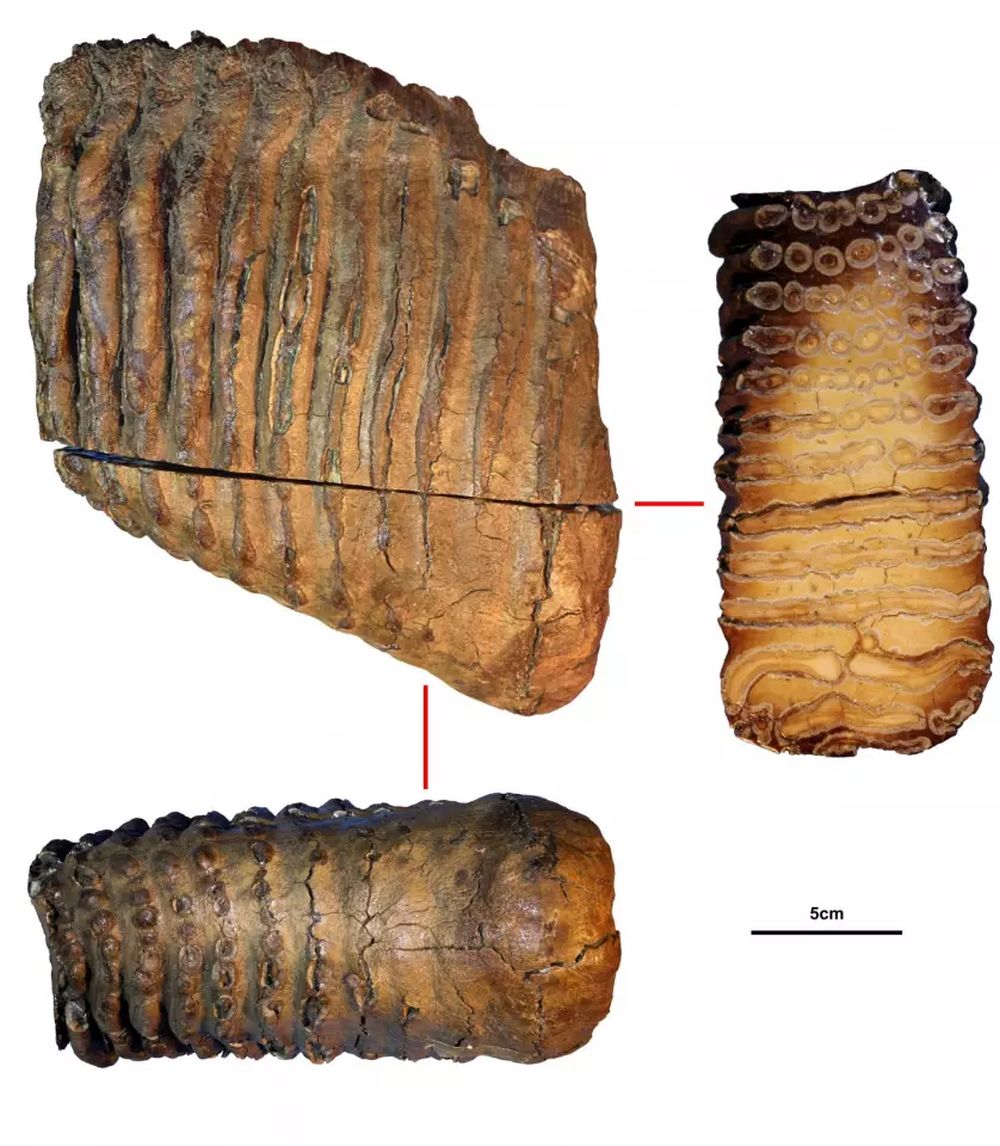 World’s Oldest DNA Extracted from Million Year Old Mammoth