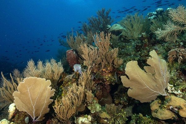 30 Ocean Conservation Organizations fighting to Save Marine Biodiversity   