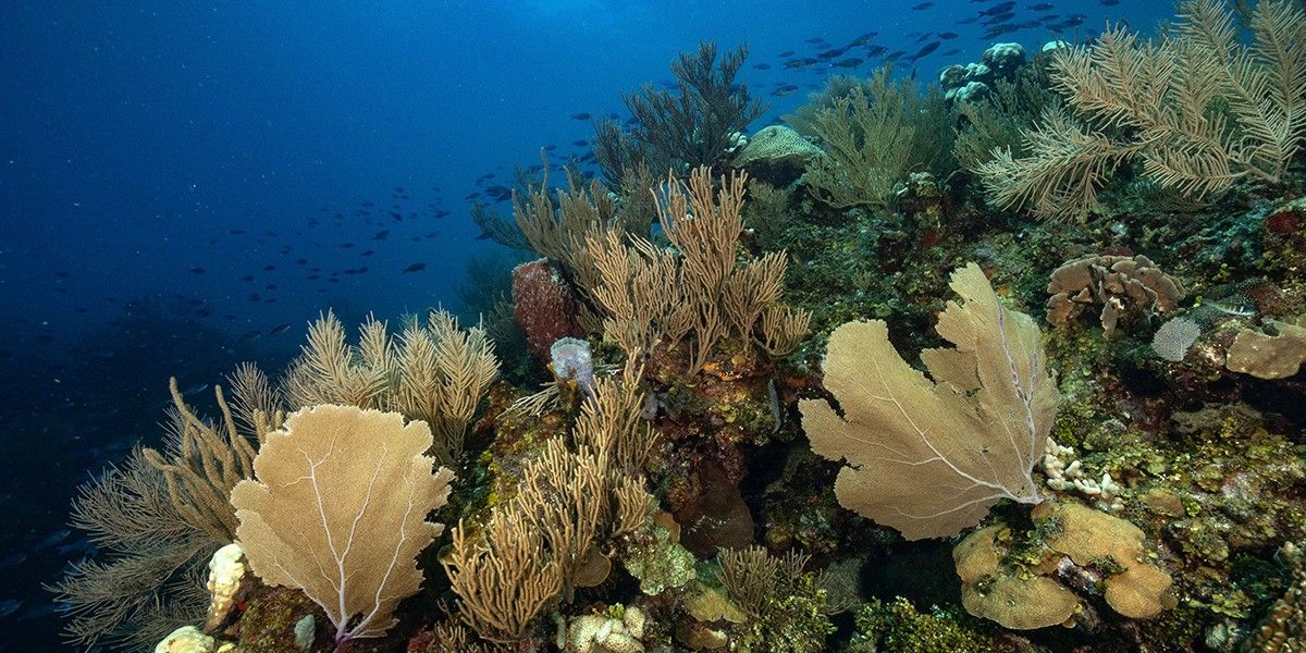 Marine Organisms Help Store Carbon Emissions in the Ocean