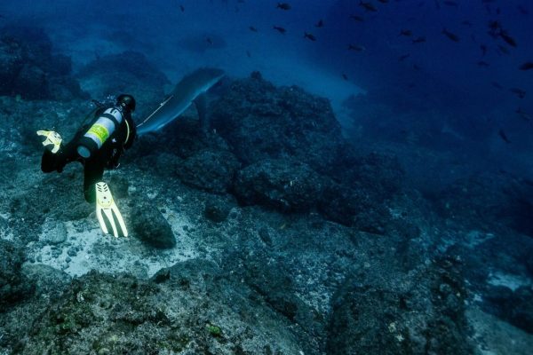 30 Ocean Conservation Organizations fighting to Save Marine Biodiversity   