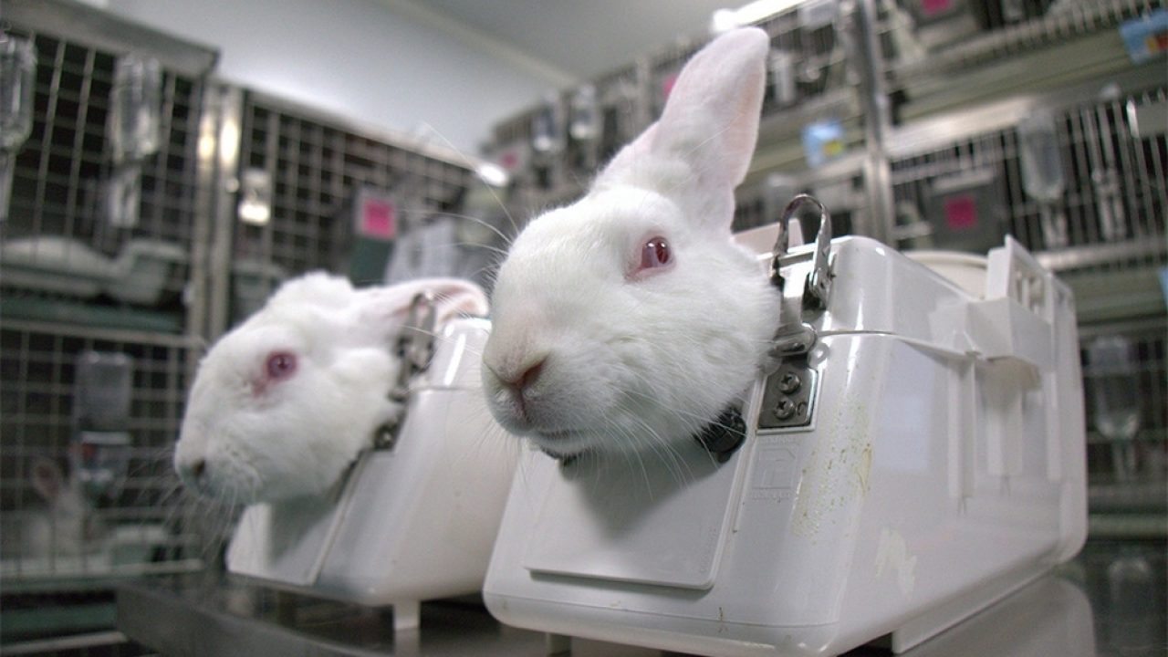 Animlas being mistreated in an animal testing lab in Spain