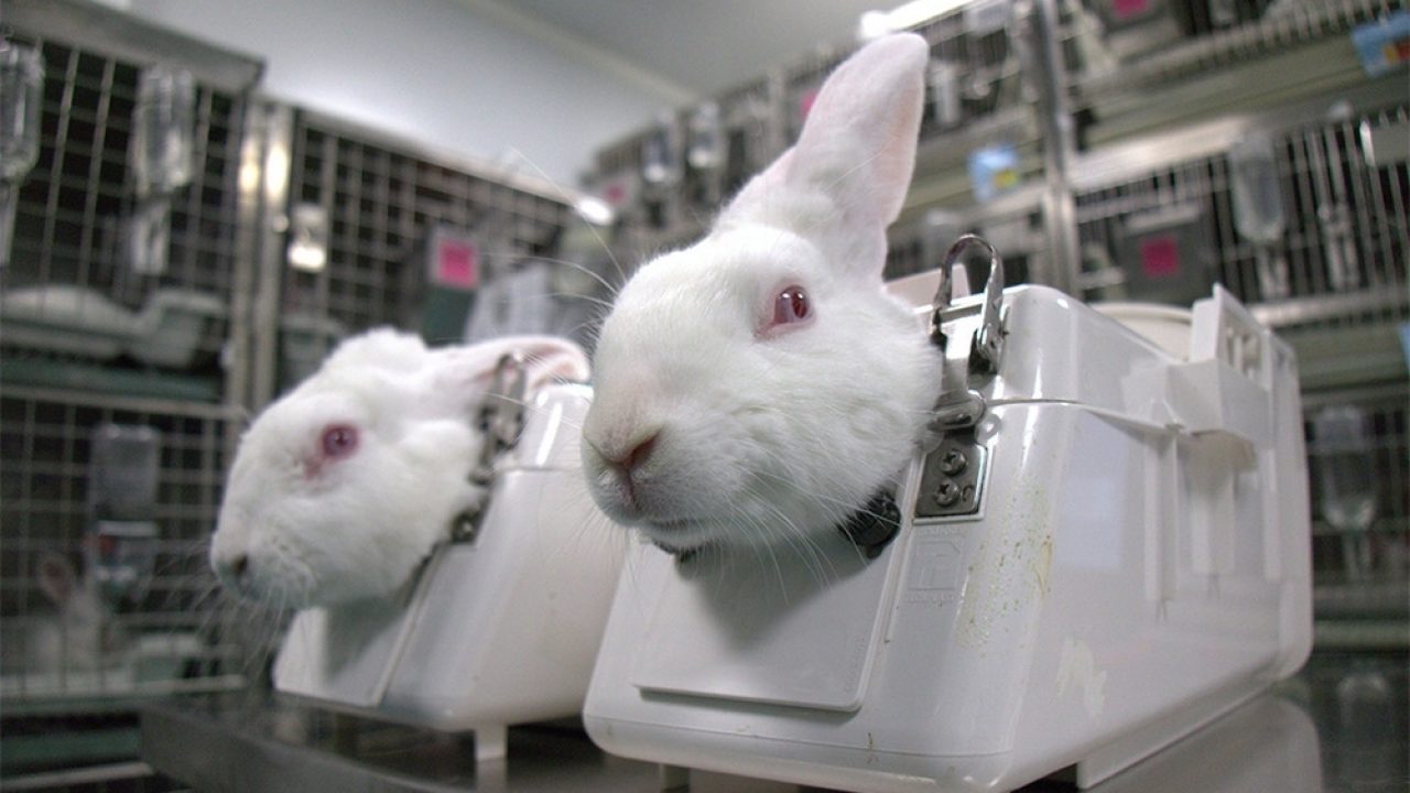 animal experimentation rabbits