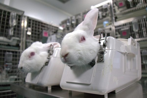 Animal Cruelty Footage Leads to Ban in Animal Testing in a Spanish Lab