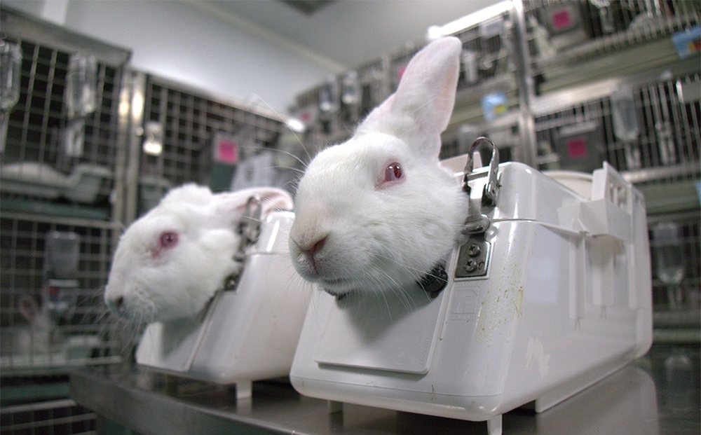 Animal Cruelty Footage Leads to Ban in Animal Testing in a Spanish Lab