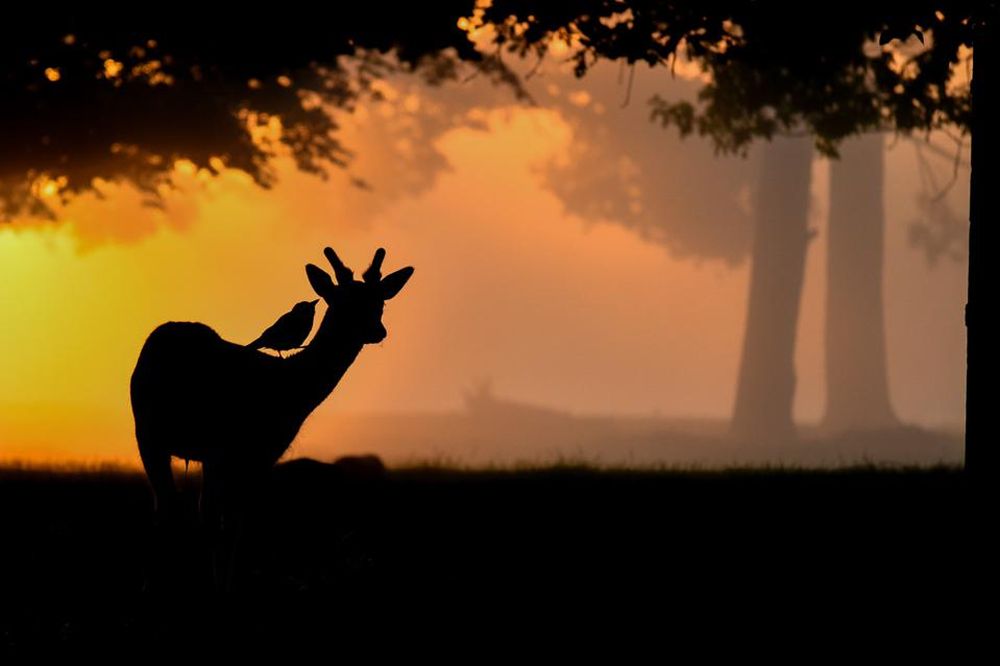 Bird Photographer of the Year 2021 Releases Selection of Finalists