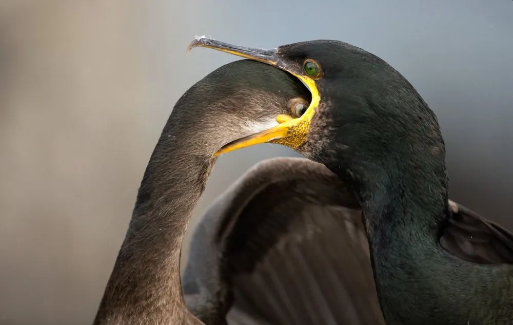 Bird Photographer of the Year 2021 Releases Selection of Finalists