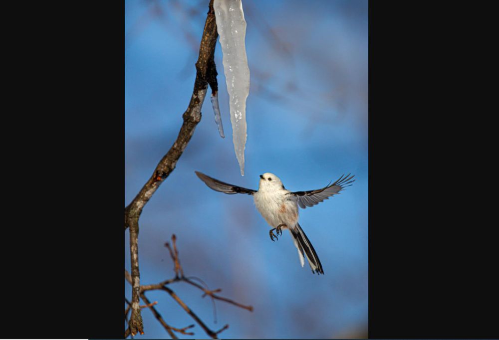 Bird Photographer of the Year 2021 Releases Selection of Finalists