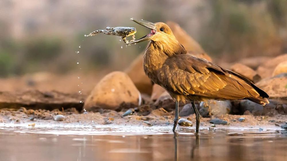 Bird Photographer of the Year 2021 Releases Selection of Finalists