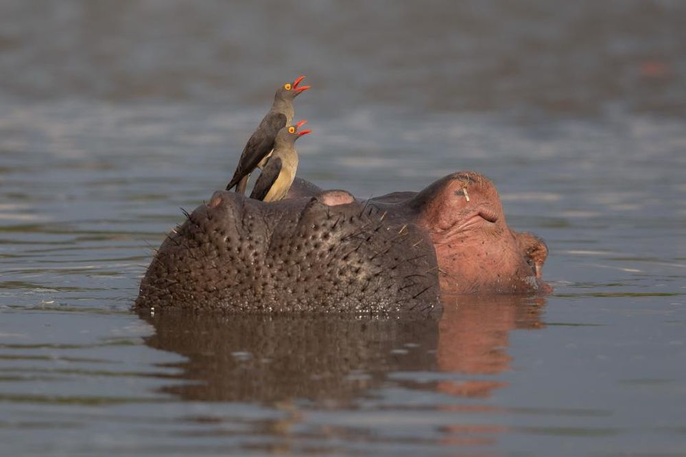 Bird Photographer of the Year 2021 Releases Selection of Finalists