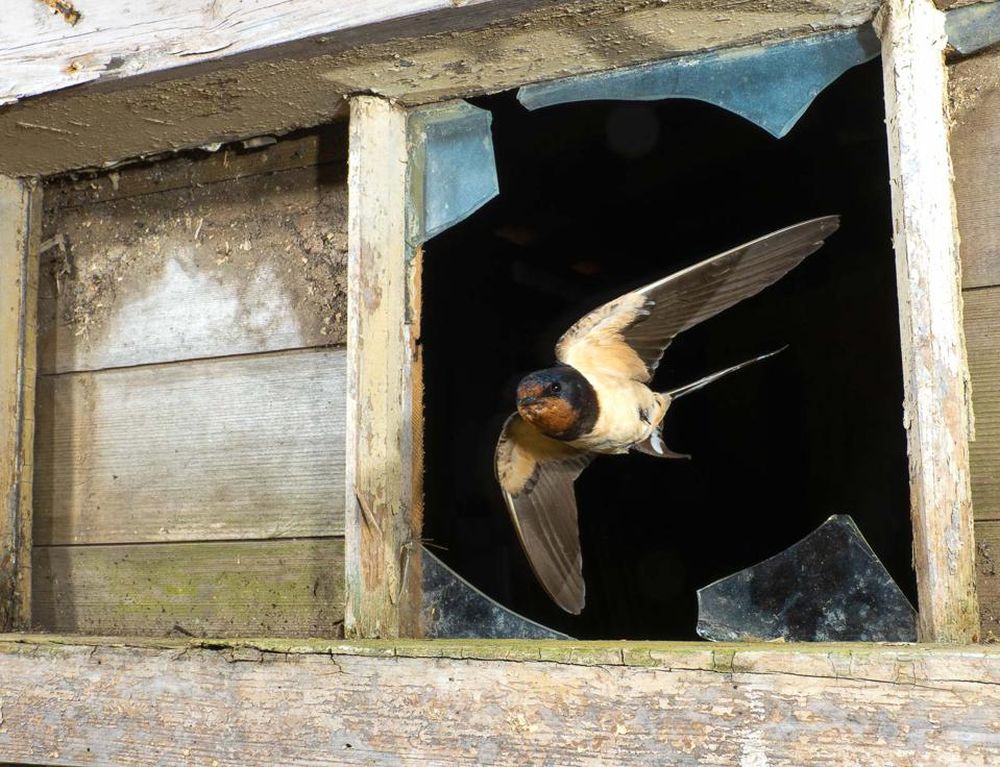 Bird Photographer of the Year 2021 Releases Selection of Finalists