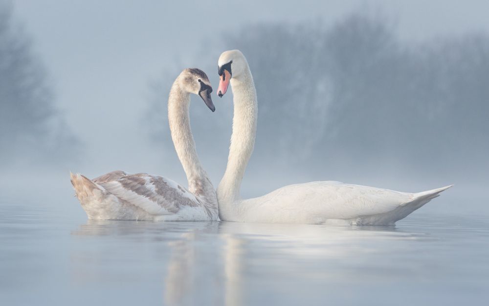 Bird Photographer of the Year 2021 Releases Selection of Finalists