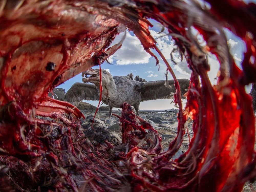 Bird Photographer of the Year 2021 Releases Selection of Finalists