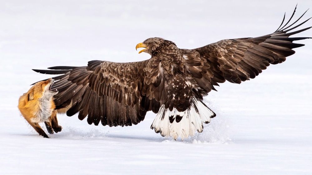 Bird Photographer of the Year 2021 Releases Selection of Finalists