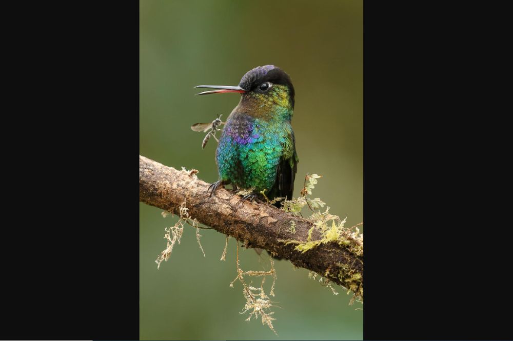 Bird Photographer of the Year 2021 Releases Selection of Finalists