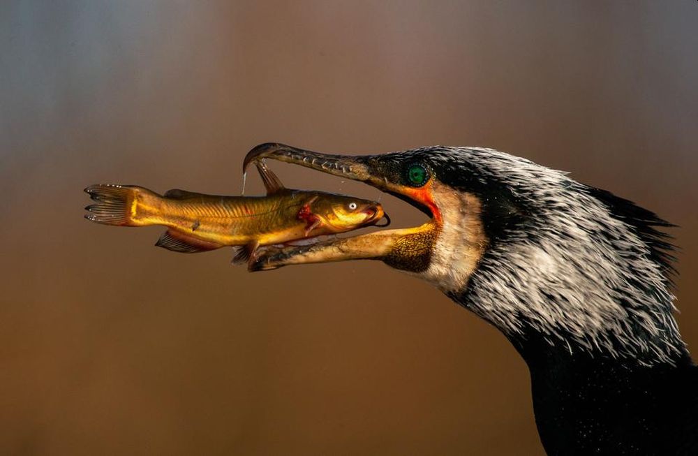 Bird Photographer of the Year 2021 Releases Selection of Finalists