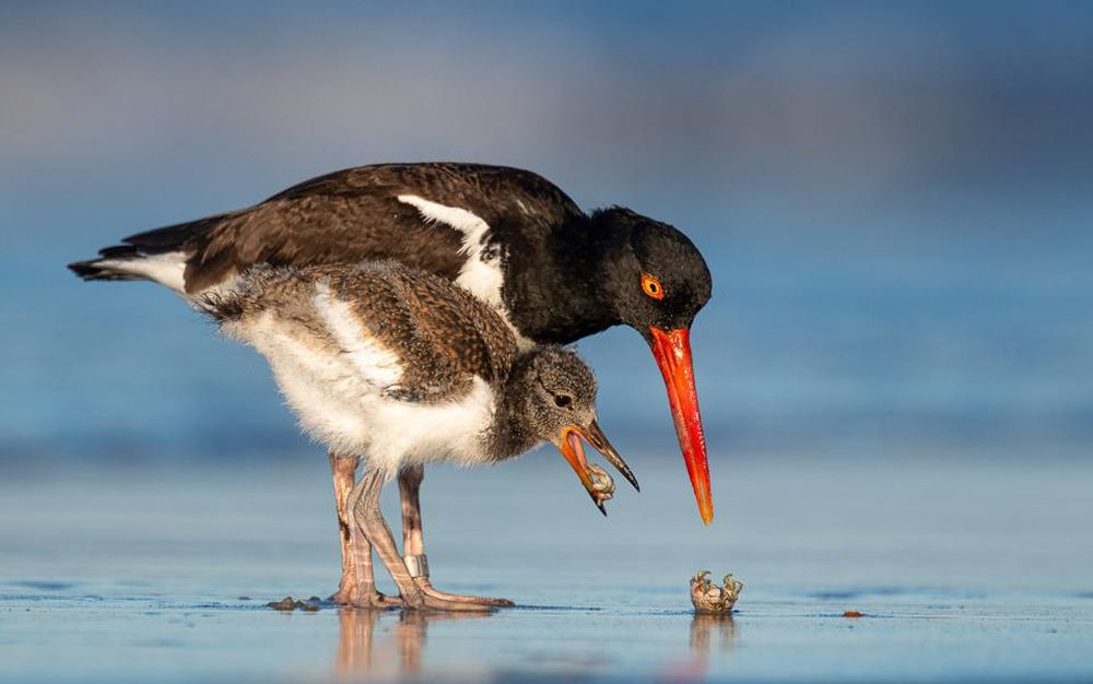 Bird Photographer of the Year 2021 Releases Selection of Finalists