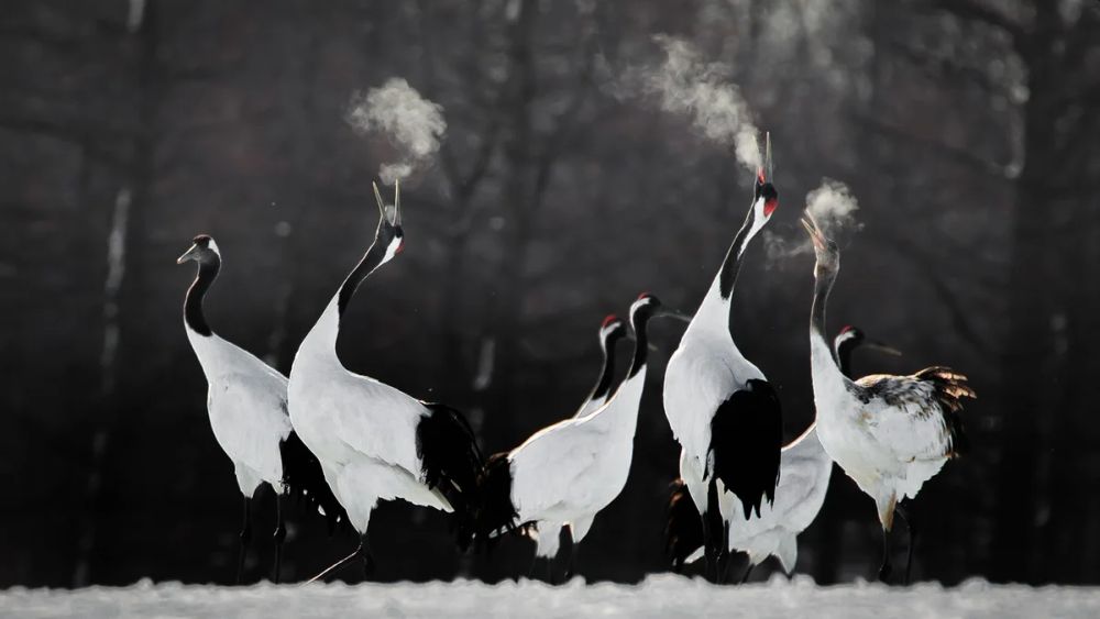 Bird Photographer of the Year 2021 Releases Selection of Finalists