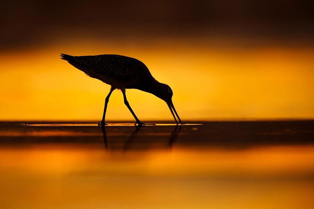 Bird Photographer of the Year 2021 Releases Selection of Finalists