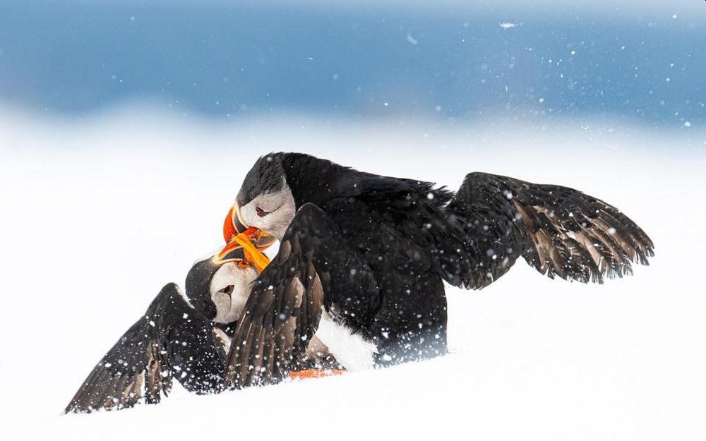 Bird Photographer of the Year 2021 Releases Selection of Finalists