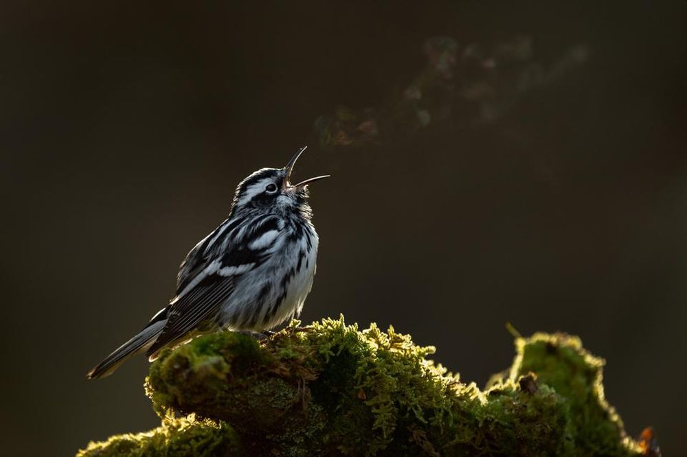 Bird Photographer of the Year 2021 