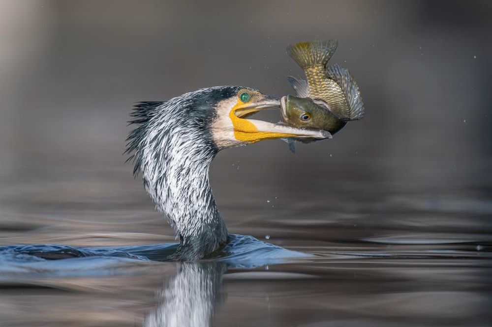 Bird Photographer of the Year 2021 Releases Selection of Finalists