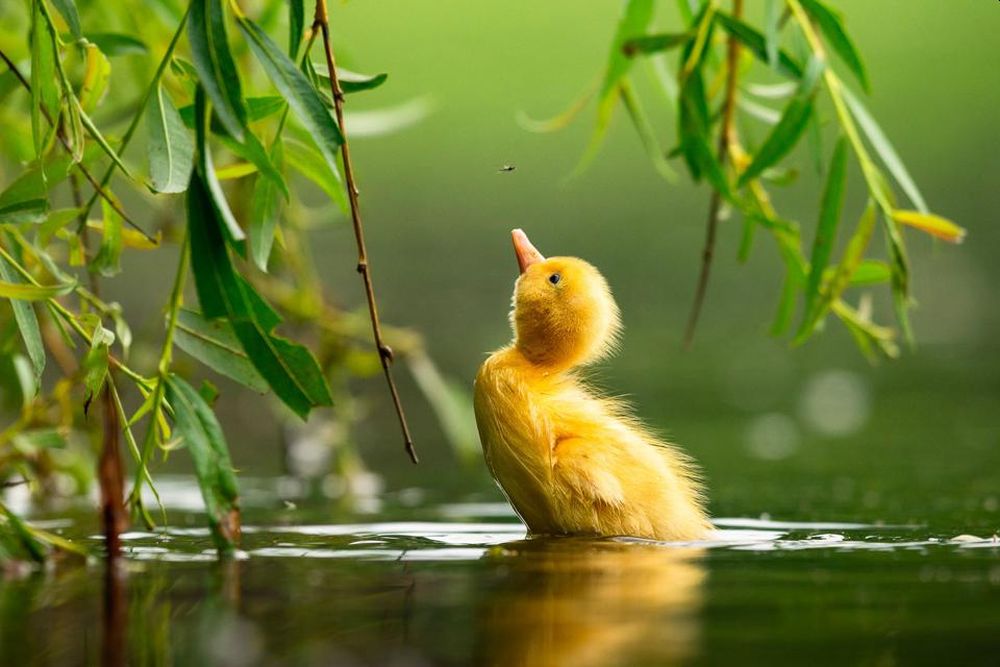 Bird Photographer of the Year 2021 