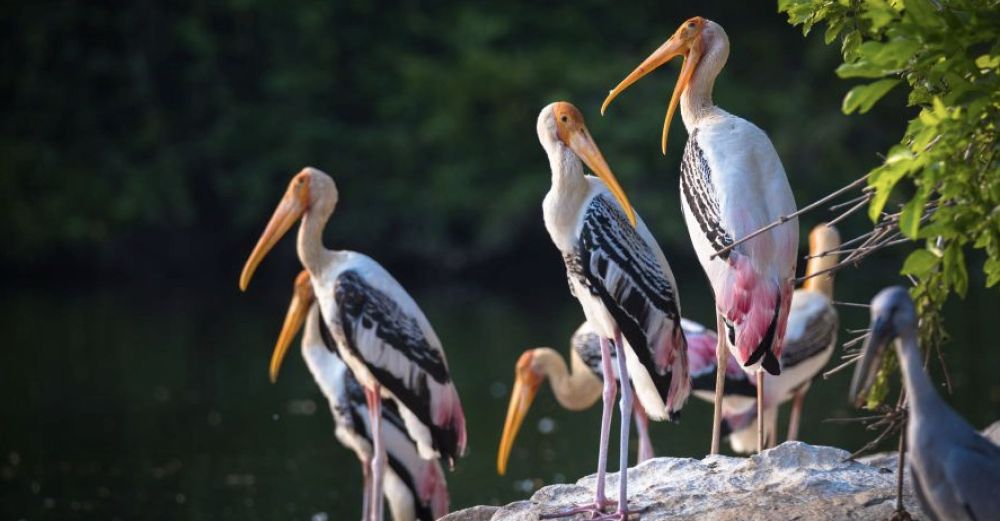An Odisha Village Becomes an Inspiration for Bird Conservation