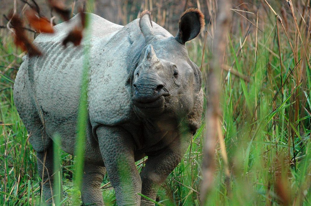 Increase in Nepal Rhino Population amid Lockdown thrills Conservationist