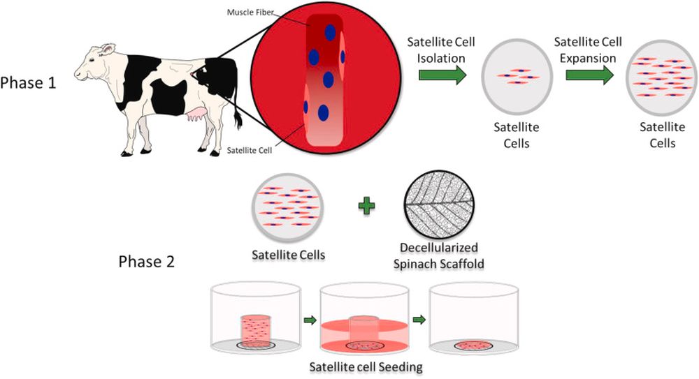 Decellularized Spinach serves as Scaffold and Edible Platform for Lab-Grown Meat