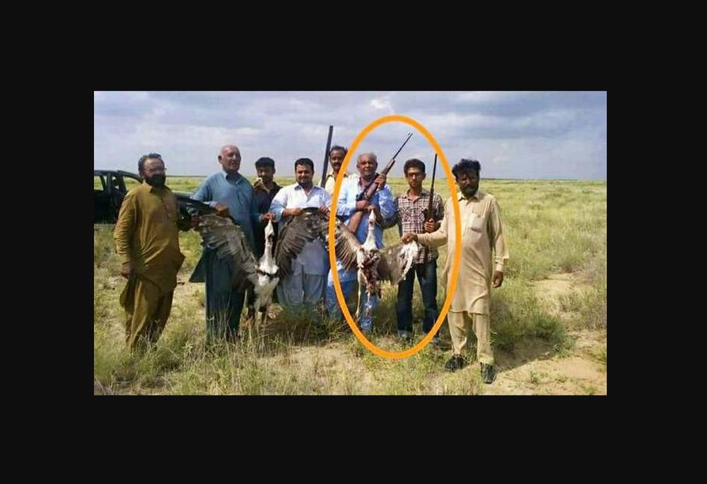 Endangered Great Indian Bustard Being Hunted by Poachers in Pakistan