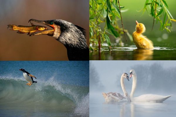 Finalists of the Bird Photographer of the Year 2021