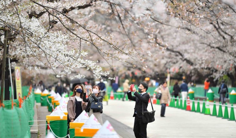 Japan Records its Earliest Cherry Blossoms peak in 1,200 Years