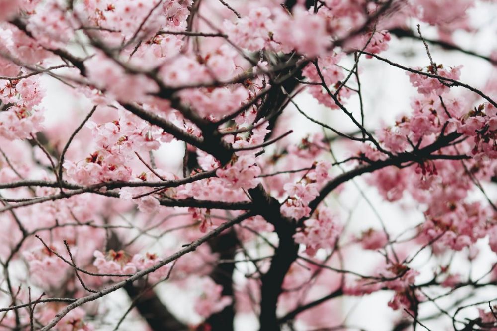 Japan Records its Earliest Cherry Blossoms peak in 1,200 Years