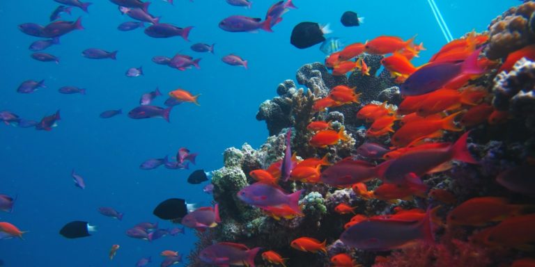 30 Ocean Conservation Organizations fighting to Save Marine Biodiversity