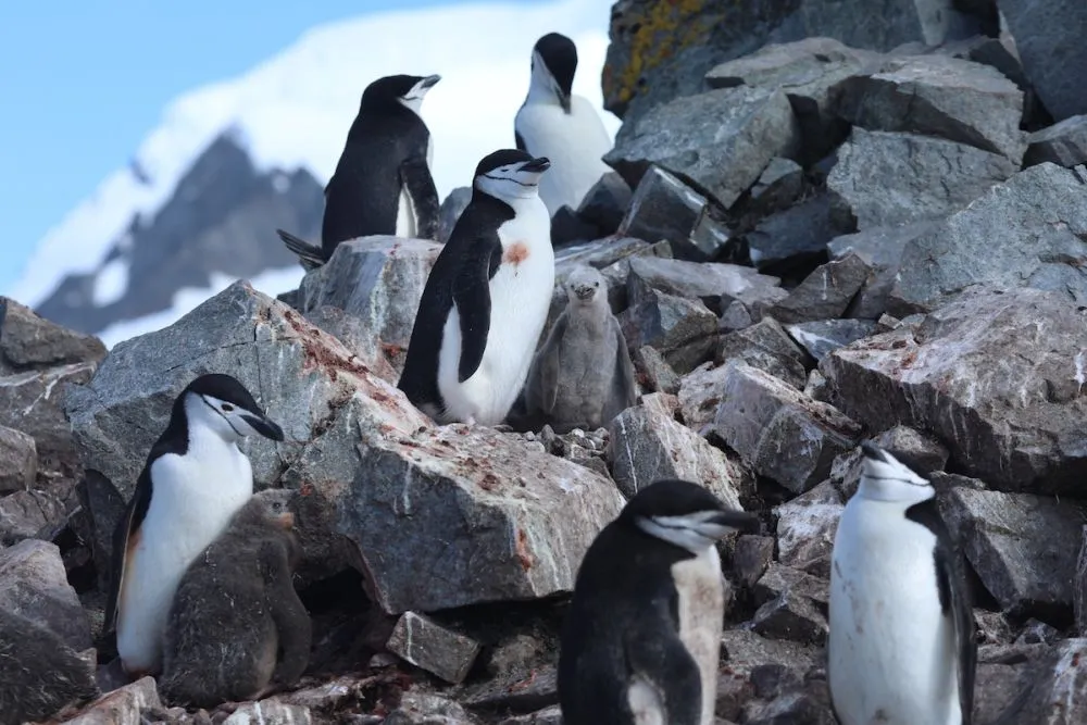 50 + Scary Images Depicting Effects of Global Warming on World's Ice Masses