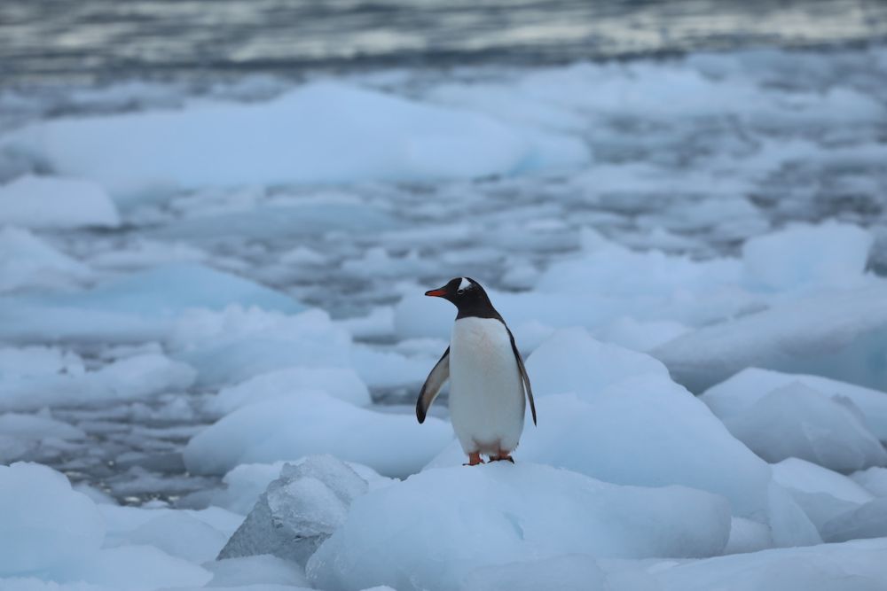 50 + Scary Images Depicting Effects of Global Warming on World's Ice Masses