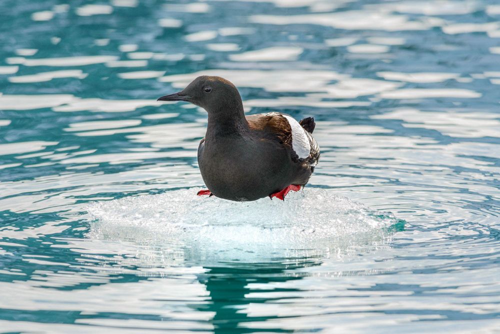 50 + Scary Images Depicting Effects of Global Warming on World's Ice Masses